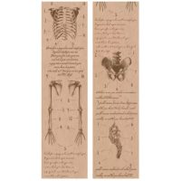 Scrapbooking Vintage ragasztószalag - Test anatómia, 01